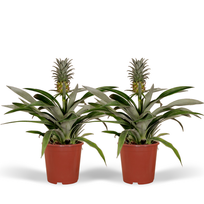 Kamerplant 2x Bromelia (Ananasplant) - Pot Ø 12cm Hoogte ↕ 30cm