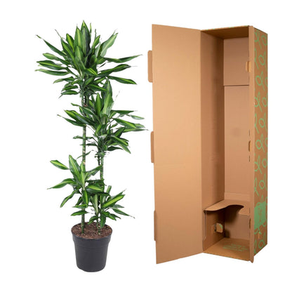 Kamerplant - Dracaena Cintho - Pot Ø 27cm Hoogte ↕ 150cm