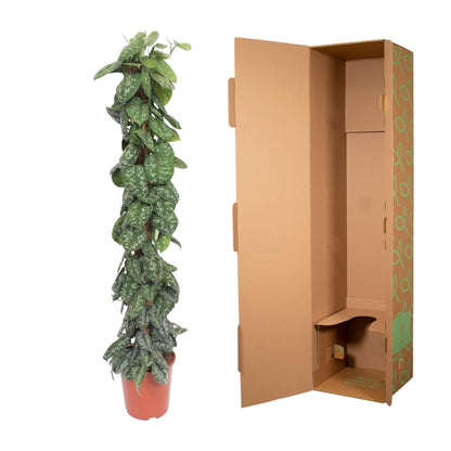 XL Kamerplant - Scindapsus Pictus Trebie Mosstok - Pot Ø 30cm Hoogte ↕ 160cm