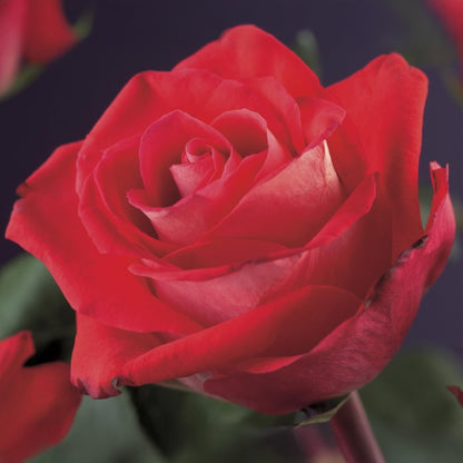 Buitenplant 2x Rosa Red Climber - Klimroos Rood - Pot Ø 11cm Hoogte ↕ 40cm