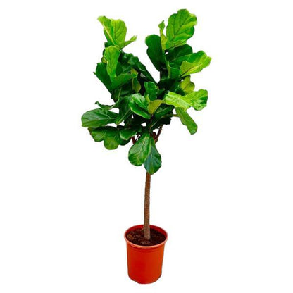 Kamerplant - Ficus Lyrata Boom - Pot Ø 27cm Hoogte ↕ 160cm