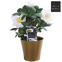 Buitenplant - Helleborus Niger 'Christmas Carol' - Bloeiend - Pot Ø 9cm Hoogte ↕ 12cm