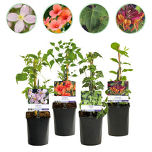 Buitenplant 4x Klimplanten Rainbow Mix - Jaarrond kleur - Pot Ø 11cm Hoogte ↕ 40cm