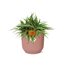 Kamerplant - Chlorophytum Ocean - Pot Ø 16cm Hoogte ↕ 15cm