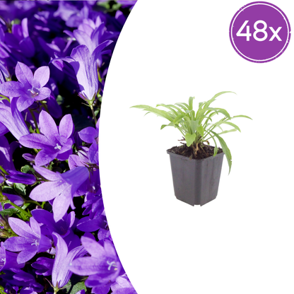 Buitenplant 48x Campanula pers. 'Coerulea' - Bloeiend - Pot Ø 9cm Hoogte ↕ 10-25cm
