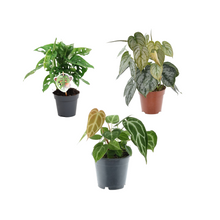 Kamerplant - Groen Mix 3 Planten - Monstera, Philodendron & Anthurium - Pot Ø 12cm