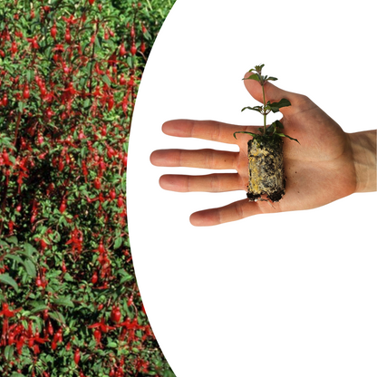 Buitenplant 6x Fuchsia - Bloeiend - Stekpluggen