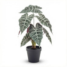 Kunstplant - Alocasia bush in pot - Hoogte ↕ 40cm