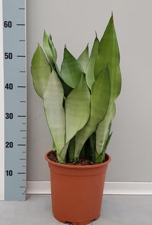 Kamerplant - Sansevieria Moonshine - Pot Ø 21cm Hoogte ↕ 60cm