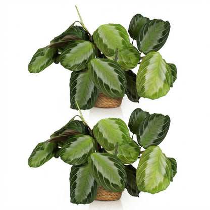 Kamerplant 2x Maranta Fascinator Silverband - Gebedsplant - Pot Ø 12cm Hoogte ↕ 25cm
