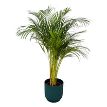 Kamerplant - Areca Palm - Pot Ø 24cm Hoogte ↕ 130cm