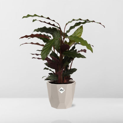 Kamerplant - Calathea Rufibarba 'Tropistar' - Pot Ø 14cm