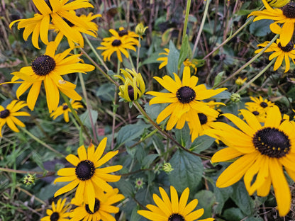 Buitenplant 60x Rudbeckia fulgida 'Goldsturm' - Bloeiend - Pot Ø 9cm Hoogte ↕ 10-25cm