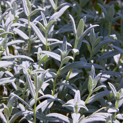 Buitenplant 24x Cerastium tomentosum - Bodembedekker - Pot Ø 9cm Hoogte ↕ 10-25cm