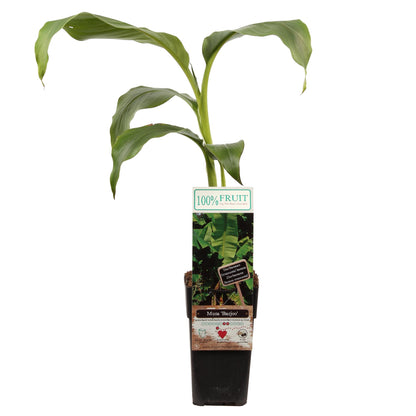 Buitenplant - Musa Basjoo - Winterhard - Pot Ø 15cm Hoogte ↕ 50cm