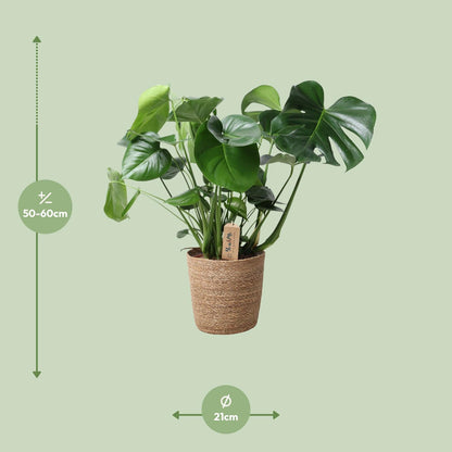 Kamerplant - Monstera Deliciosa in Mand - Pot Ø 21cm Hoogte ↕ 60cm
