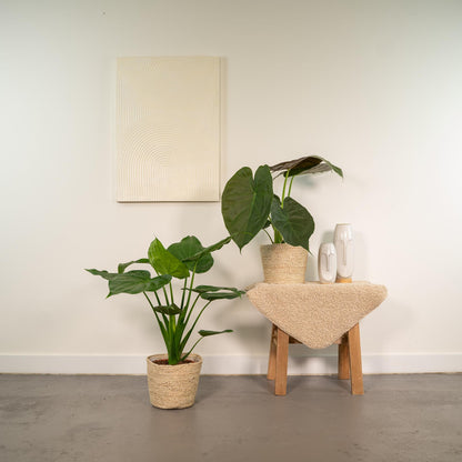 Kamerplant - Alocasia Cucullata + Alocasia Wentii - met mand Selin - Pot Ø 19cm Hoogte ↕ 60cm