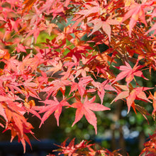 Buitenplant - Acer palmatum Shaina - Winterhard - Pot Ø 19cm Hoogte ↕ 70cm