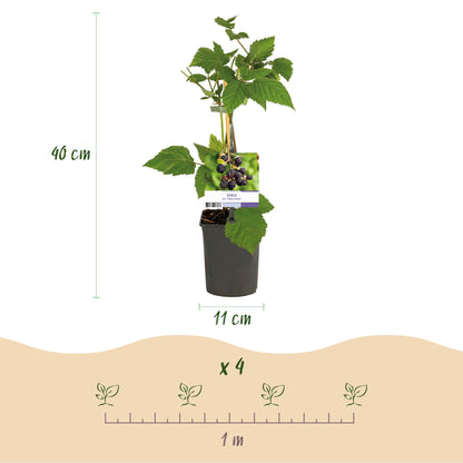 Buitenplant 2x Rubus fruticosus 'Triple Crown' - Braam - Pot Ø 11cm Hoogte ↕ 40cm