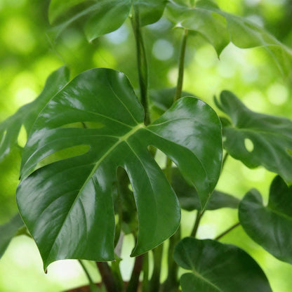 Kamerplant - Monstera Deliciosa - Pot Ø 21cm Hoogte ↕ 70-80cm