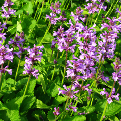 60x Stachys mon. 'Hummelo' - ↕10-25cm - Ø9cm