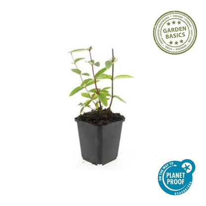Buitenplant 60x Hypericum inodorum 'Annebel' - Bloeiend - Pot Ø 9cm