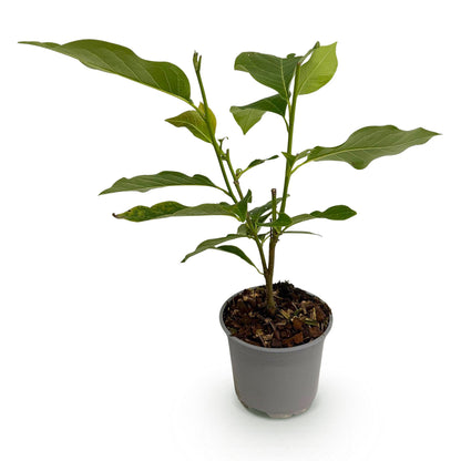 Buitenplant - Magnolia 'Genie' - Bloeiend - Pot Ø 12cm Hoogte ↕ 30cm