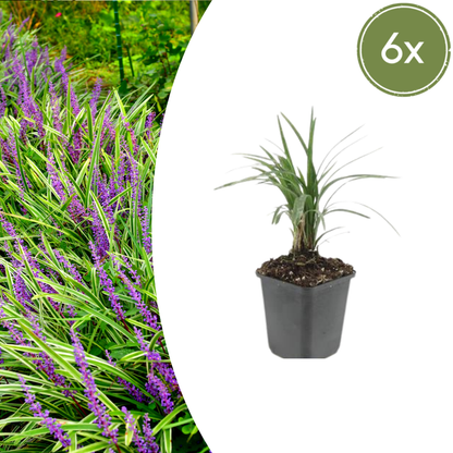 Buitenplant 6x Liriope muscari 'Moneymaker' - Pot Ø 9cm Hoogte ↕ 10-25cm