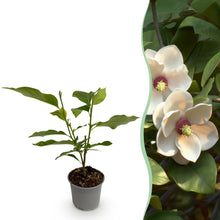 Buitenplant - Magnolia sieboldii - Bloeiend - Pot Ø 12cm Hoogte ↕ 30cm
