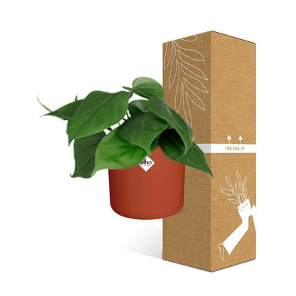 Kamerplant - Philodendron Scandens - Pot Ø 14cm