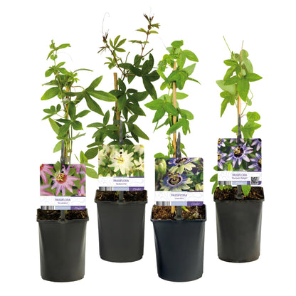 Buitenplant 4x Passiflora 'Rainbow' - Bloeiend - Pot Ø 11cm Hoogte ↕ 40cm