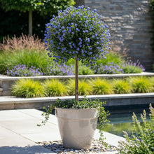 Buitenplant - Ceanothus impressus Victoria - Winterhard - Pot Ø 19cm Hoogte ↕ 90cm