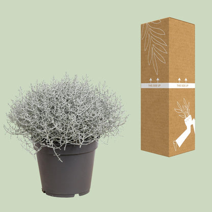 Buitenplant - Leucophyta (Calocephalus) Brownii - Pot Ø 17cm Hoogte ↕ 30cm