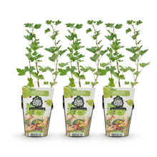 Buitenplant 3x Ribes uva-crispa 'Hinnonmaki Grün' - Winterhard - Fruitplant - Pot Ø 9cm