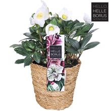 Buitenplant - Helleborus Niger 'Christmas Carol' - Seagrass mand - Pot Ø 17cm Hoogte ↕ 30cm
