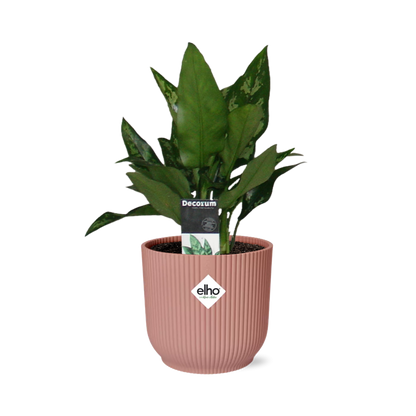 Kamerplant - Aglaonema Maria - Pot Ø 14cm