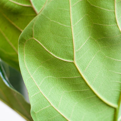 Kamerplant - Ficus Lyrata - Luchtzuiverend - Pot Ø 21cm Hoogte ↕ 80cm