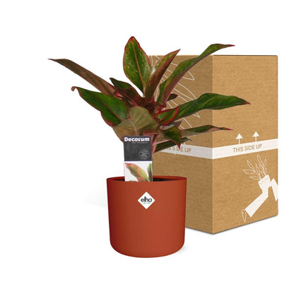 Kamerplant - Aglaonema Crete - Luchtzuiverend - Pot Ø 14cm