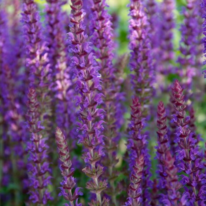 Buitenplant 6x Salvia - Bloeiend - Balkonplant