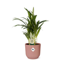 Kamerplant - Dypsis Lutescens (Areca) - Pot Ø 14cm Hoogte ↕ 12cm