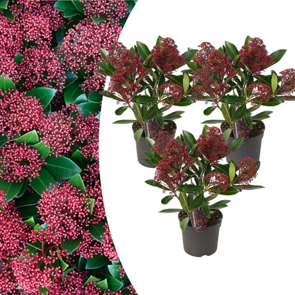 Buitenplant 3x Skimmia 'Rubella' - Pot Ø 10,5cm Hoogte ↕ 20-25cm