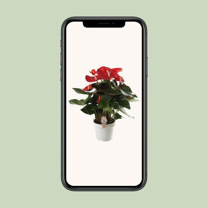 Kamerplant - Anthurium Red Champion - Bloeiend - Pot Ø 21cm Hoogte ↕ 65cm