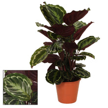 Kamerplant - Calathea Medaillon - Pot Ø 19cm Hoogte ↕ 75cm
