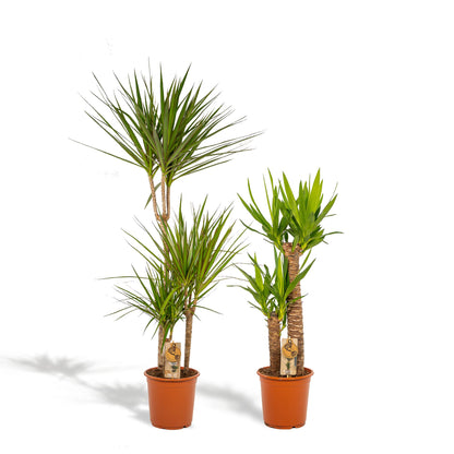 Kamerplant - Dracaena en Yucca combi - Pot Ø 21cm Hoogte ↕ 120cm