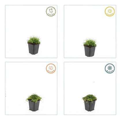 Buitenplant 48x Sagina subulata - Bodembedekker - Pot Ø 9cm Hoogte ↕ 10-25cm