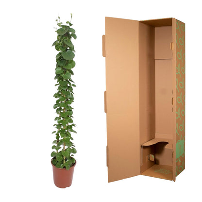 Kamerplant - Cissus rotundifolia - Pyramide - Pot Ø 27cm Hoogte ↕ 160cm