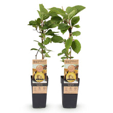 Buitenplant - Actinidia deliciosa Golden Kiwi - Fruitplant - Pot Ø 15cm Hoogte ↕ 50cm