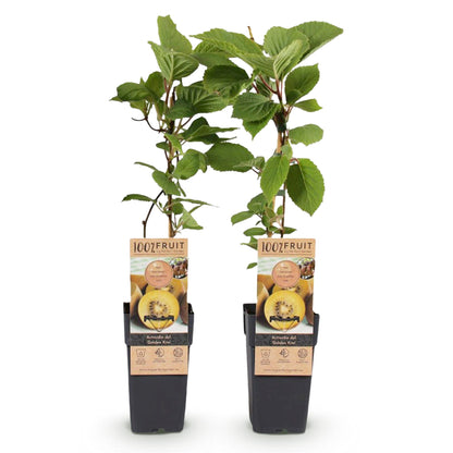 Buitenplant - Actinidia deliciosa Golden Kiwi - Fruitplant - Pot Ø 15cm Hoogte ↕ 50cm