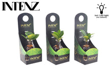 Kamerplant - Clusia in Samoa Glas met LED - Pot Ø 5cm Hoogte ↕ 10cm