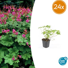 Buitenplant 24x Geranium macrorrhizum 'Czakor' - Bloeiend - Pot Ø 9cm Hoogte ↕ 10-25cm